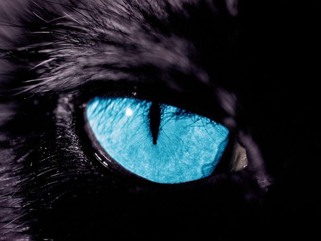 Panther Eye Logo